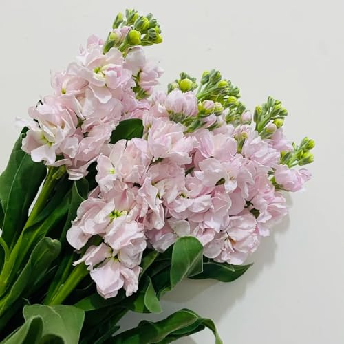 Semi di Levkojen - Matthiola incana, resistenti per il giardino di Levkojen perenni, perenni resistenti di d'appartamento 350pcs