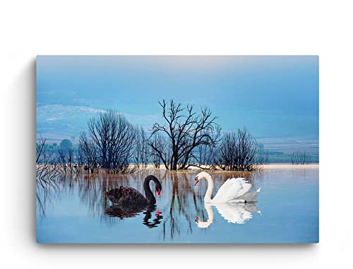 Startonight Cuadro sobre Vidrio Acrílico - Cisnes Blancos Negros - Moderno Cuadro de Cristal Acrílico 60 x 90 cm