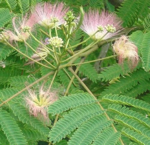 3 Albizia Julibrissin Rosea- Seidenbaum, Schlafbaum 'Rosea' 40-50 cm im Container - Die Eleganz des Seidenbaums 'Rosea'