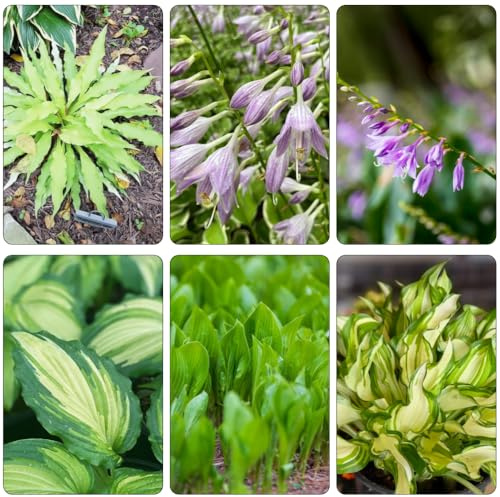 funkien balkonpflanzen küchenkräuter gartenpflanzen biosaatgut gartenkräuter kräuterbeet indoor grüne deko winterharte stauden mehrjährig pflanztopf mehrjährige blumensamen 80samen