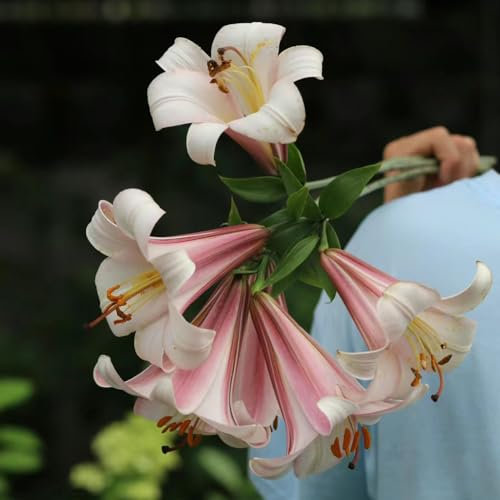 6 unidades de lirios para comprar cebollas, Lilium brownii, flores de balcón, bonsai, plantas de interior, lirios gigantes, lirios de árboles, tubérculos resistentes al invierno, plantas resistentes