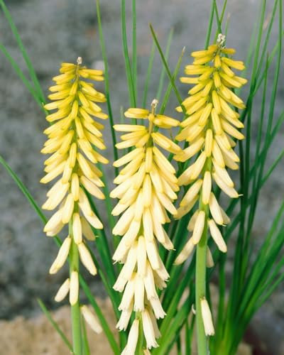 Kniphofia uvaria 'Little Maid' 11x11 cm Topf – Winterhart, Mehrjährig, Pflegeleicht – Fackellilie – Staude für Beet & Rabatte