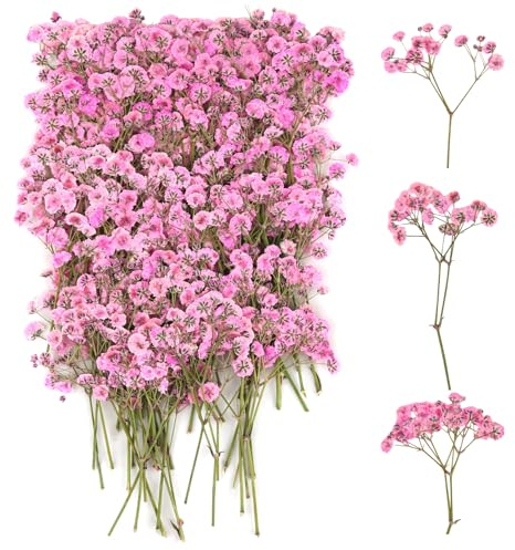 100 Stück Schleierkraut Getrocknet, Trockenblumen Schleierkraut, Trockenblumen zum Basteln, Getrocknete Blumen Klein für DIY Fotorahmen, Lesezeichen, Grußkarten (Pink)