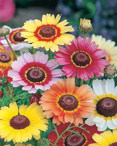 1 Pack of 1050 SEEEDS Chrysanthemum CARINATUM -Painted Daisy- Rainbow Single