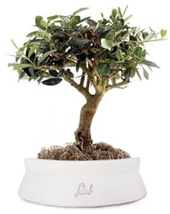 Olivo Bonsai Altezza 35 cm, Pianta Vera, Pianta da Interno ed Esterno - Vaso Artigianale di Terracotta - Bianco Space