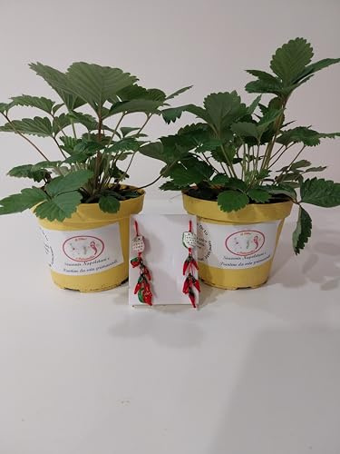piantine fragoline di bosco 10 piante in omaggio 2 ciondoli con peperoncino portafortuna