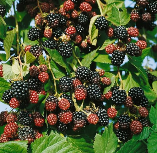 Brombeere Rubus fruticosus Black Satin 20-30 cm dornenlos winterhart | Sonniger bis halbschattiger Standort, ertragreich, ideal für Spalier und Garten, robust, einfache Ernte