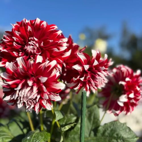 tubérculos de dalia resistentes - exteriores jardín rocas balcón exóticas perennes 8pcs