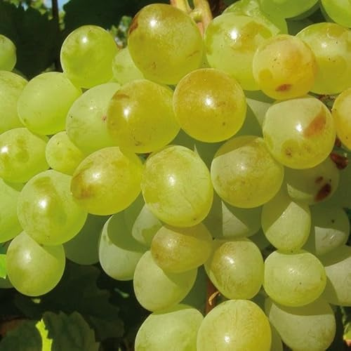 Helle Weinrebe A1704 2L - Garten Pflanzen mit schönen Blüten - Die perfekte Dekoration für Ihr Grundstück - Für Anfänger und professionelle Gärtner - Obst Kletterpflanzen für jede Wand im Garten