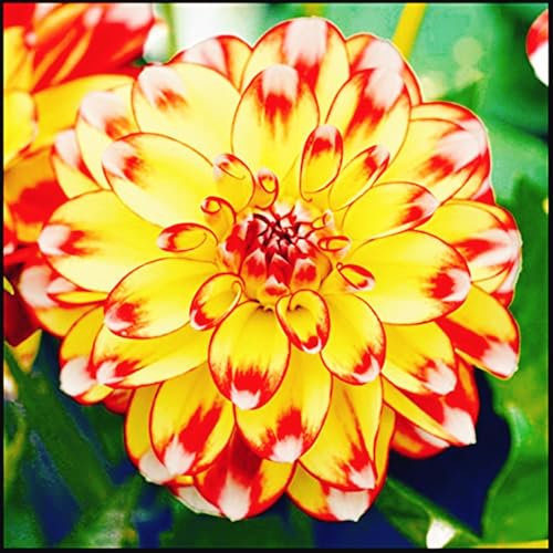 Dahlia Bulbs Mix for Planting Now UK,Dahlia tubers Bulk,Hardy Perennials,Beauty of Garden,Wedding Flowers-2bulbs-I