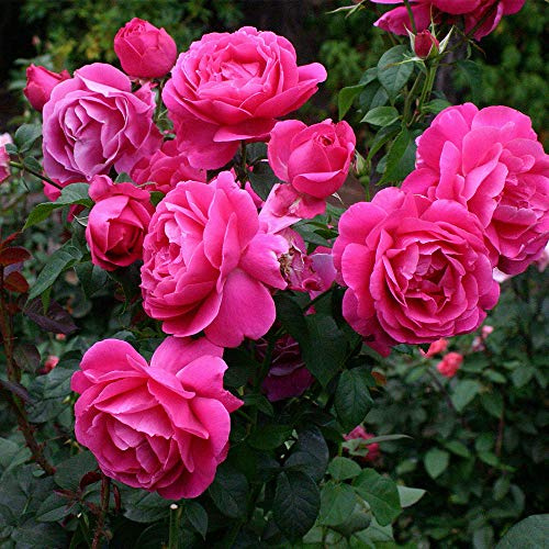 Heirloom Hybrid Tea Roses, Live Own Root Plant for Outdoor Garden, Grande Dame™, Very Fragrant, Hardiness Zones: 6-10, Repeat Blooming