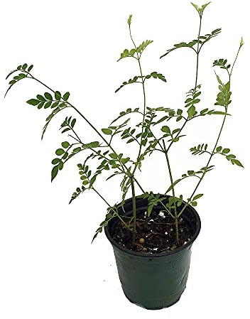 Jazmín Planta Natural de Exterior Jasminum Planta Trepadora Enredadera