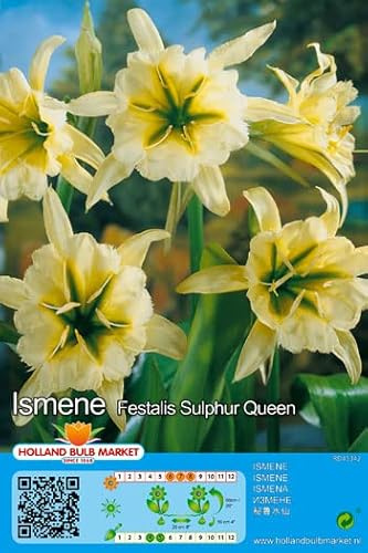 Blumenzwiebel - Raritäten : Ismene Festalis Sulphur Queen Goldenes Schönhäutchen 1 Zwiebel - KEIN SAMEN