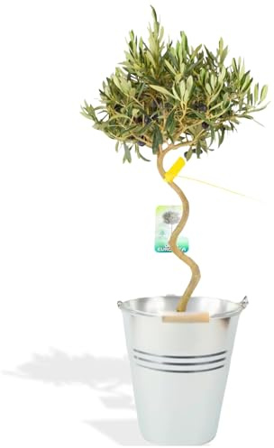 Plants By Post Spiral Olive Tree – Mediterranean Ornamental Tree with Twisted Trunk, Hardy & Low‑Maintenance. Outdoor Decor for Garden, Patios, Balconies. Potted in a Metal Zinc Planter, 80-90cm Tall
