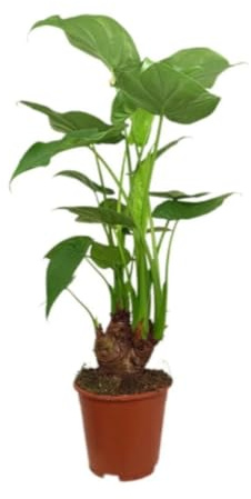 Planta natural de interior Alocasia Cucullata, 40-50 cm. Planta tropical de hojas verdes acorazonadas, elegante y usada como ornamental interior. Segura Garden.