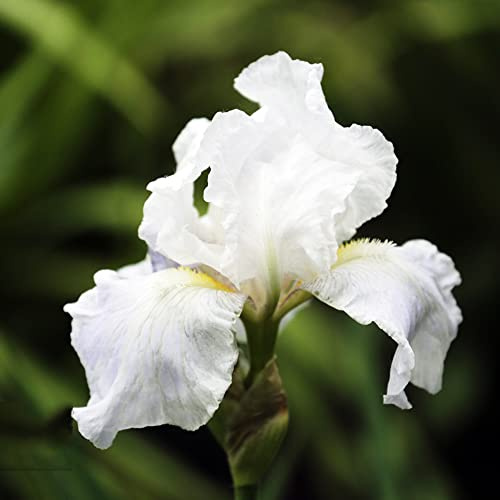 Bulbi di iris perenni resistenti, decorazione del balcone giardino 9pcs