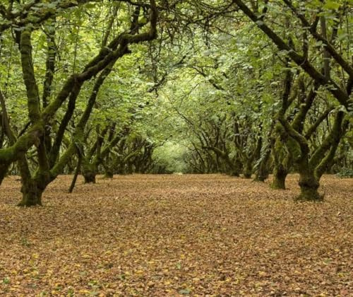 3 American Hazelnut Trees - 6-12 Tall Live Plants - Filbert Nut Shrubs/Bushes - Corylus Americana - (3 Pack)