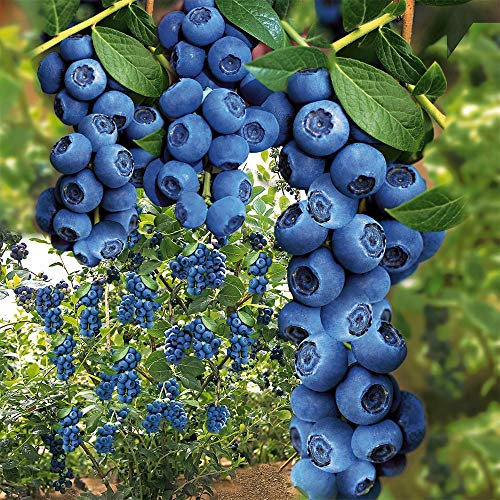 Qulista Samenhaus - 30pcs Selten Heidelbeere 'Hortblue®' Obstsamen Obstbaum mehrjährig winterhart feinaromatisch saftig für Balkon, Terrasse & Garten