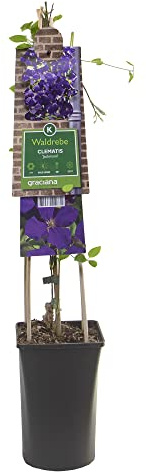 mgc24 Kletterpflanze Clematis jackmanii Waldrebe im 2l-Container 1 Pflanze