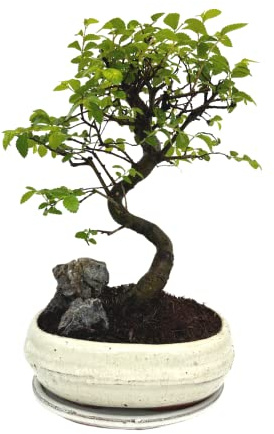 Bonsai Baum mit Keramik Blumentopf - Chinese elm mit Felsen- ca. 8 Jahre (20 cm Schale, ca. 8 Jahre)