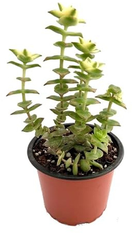 Suculenta Natural Crassula Perforata Planta Fácil de Mantener