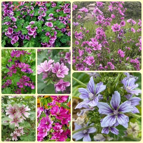 Semi di malva, resistenti per il giardino Semi di Malva Selvatica, Malva Sylvestris, Le da giardino roccioso sono resistenti 350pcs