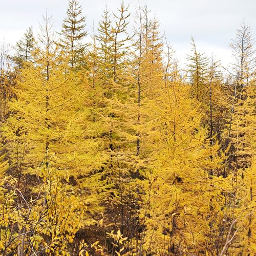 lärche zimmerpflanzen bonsaibaum lärchesamen büropflanzen bio minigarten immergrüne balkonpflanzen exotische baumsamen garten winterharte kübelpflanzen gartenpflanzen winterhart 100samen