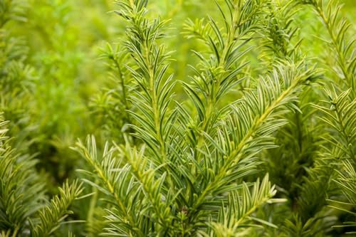 Taxus baccata 'Semperaurea' 125-150 cm – Winterhart, Immergrün, Pflegeleicht – Gelbe Eibe – Heckenpflanze für Garten & Sichtschutz