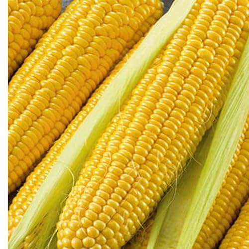 WegAna Złota Karłowa sockermajs frön 20 g - robusta majsfrön Grönsaksfrön, grönsaksfrön, fröodling