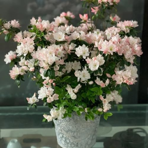 semillas de rododendro, azalea resistente, exterior Decoración balcón, jardín perennes orgánicas 90pcs