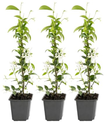 GARDENZO Sternjasmin Kletterpflanze, Immergrün, Duftende Weiße Sternblüten, 9cm Topf, 30–50cm, Wuchshöhe bis 400cm, Winterhart (3, Weiß)