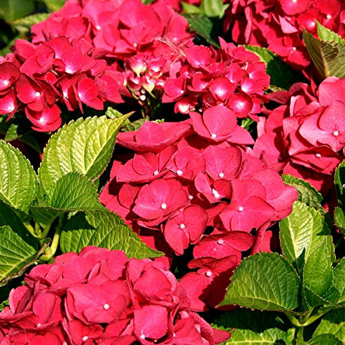 1 X HORTENSIA 'TELLER RED' ARBUSTE À FEUILLES CADUQUES PLANTE RUSTIQUE EN POT