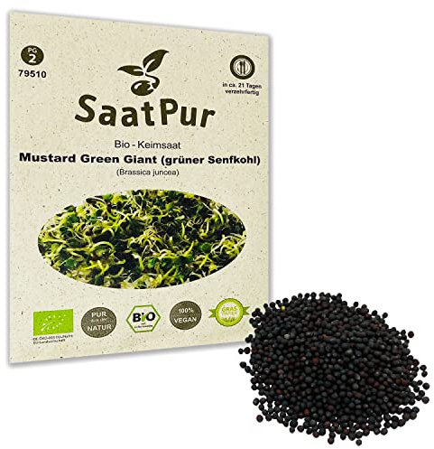 Mustard Green Giant BIO Keimsprossen von SaatPur - grüner Senfkohl Senf Sprossen, Microgreen - 20g