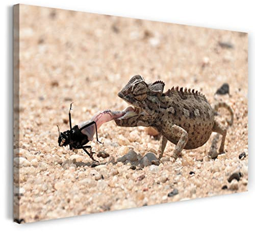 Canvas Print (120x80 cm) Small reptile, desert tongue hunting, close-up, cold colors, animal photo, nature photography, Canvas on wooden frame