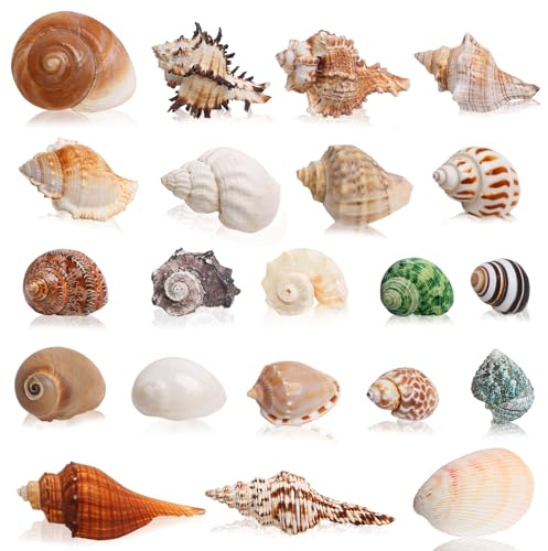 SKOOLOVE 21 PCS Coquillages de Bernard l'ermite, Petits et Grands, Taille de conque de mer : 3cm -10 cm, Ouverture : 1.5 cm -5 cm, pour Fournitures Naturelles de Bernard-l'ermite, Coquillages