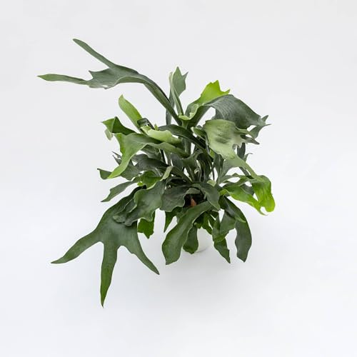 Vivai le Georgiche - Pianta vera di Platycerium bifurcatum Felce a corna d'alce, Felce a corna di cervo - vaso Ø 17 cm - altezza alla vendita 20-30 cm
