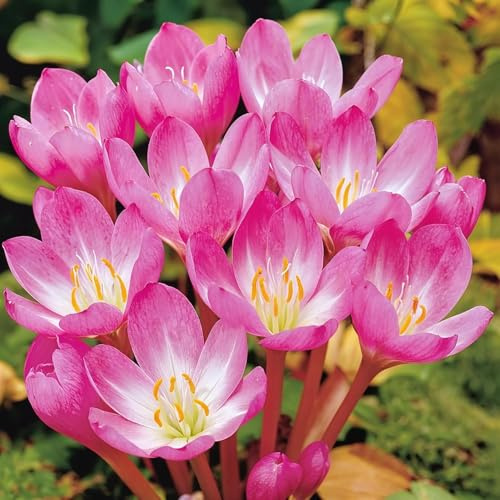 Zeitlose Colchicum Giant - Blumenzwiebeln Winterhart - 3 Zwiebeln | Herbstblühend, mehrjährig, Echte Pflanzen aus Holland, für Garten und Rasen (keine Samen, nicht künstlich)