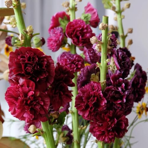 Semi di malvarosa - copertura del terreno serre da balcone prati fioriti semi di come bomboniera estivi decorazioni da giardino per esterni per i luoghi soleggiati 85pcs