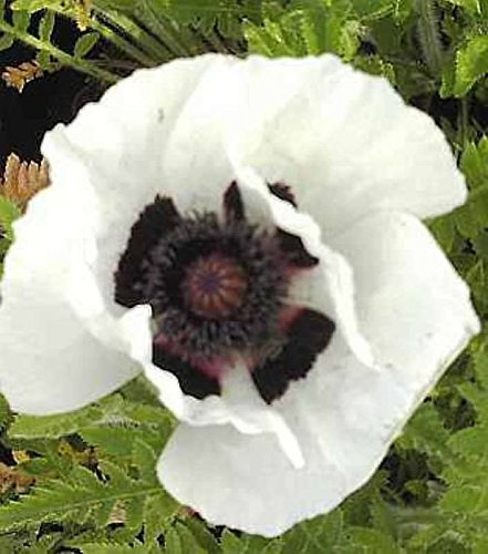 Türkischer Mohn Royal Wedding - Papaver orientale - lebende Gartenpflanze aus den Baumschulen
