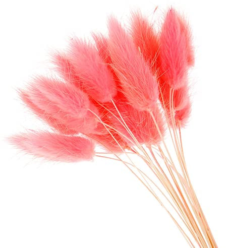 YIWOYI 50 Stück Ewige Blumen, getrocknetes Gras, langer Zweig, natürliche getrocknete Blumen, bunte Plüschblumen, Kaninchenschwanz, Fuchsschwanz, Gras für Heimdekoration (Pink)