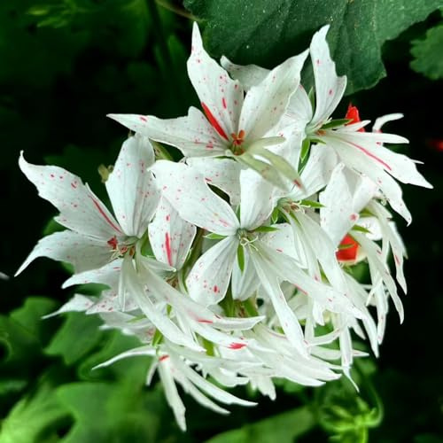 gerani, pelargoni - d'appartamento rare balcone recisi rampicanti, giardino roccioso decorativo balcone insoliti 200semi