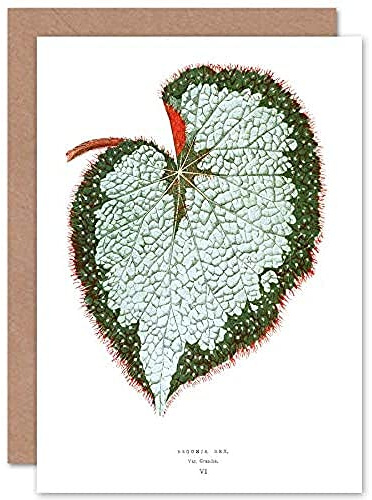Wee Blue Coo Leaf Begonia Rex Var Grandis Greeting Card With Envelope Inside Premium Quality