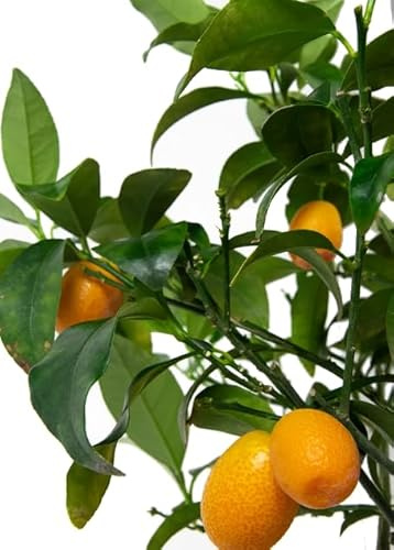 Árbol Frutal Natural de Citrus Japonica - KUMQUAT