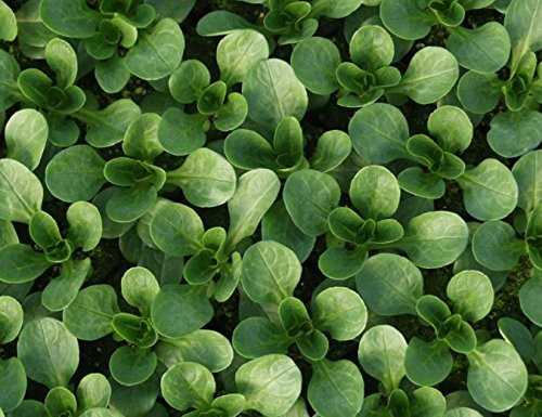 JustSeed - Organic - Vegetable - Corn Salad VIT - 2500 Seeds - Large