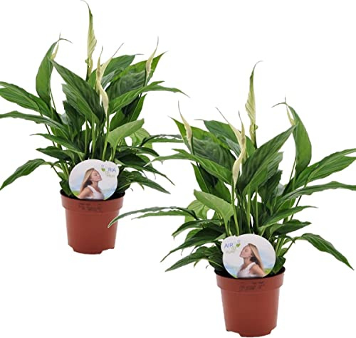 Duo de Spathiphyllum Cupido Plantas Naturales para Decorar el Hogar Lirios de la Paz