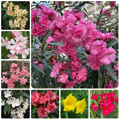 semi di oleandro, regali per gli amanti del giardino Nerium oleandro, resistenti semi di selvatici rare regali sostenibili decorazione da giardino 18pcs