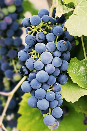 Pianta di Vite pianta di uva vigna da vino pianta di uva innestata pianta vera di vite venduta da eGarden.store (Negramaro)