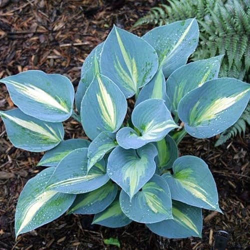 Hosta Mix for Planting Now UK/Strong Plants That Grow Well/Greening Flower/Natural Organic/Good for Containers/Cut Flowers,Wedding Flowers.-8Bulbs-F