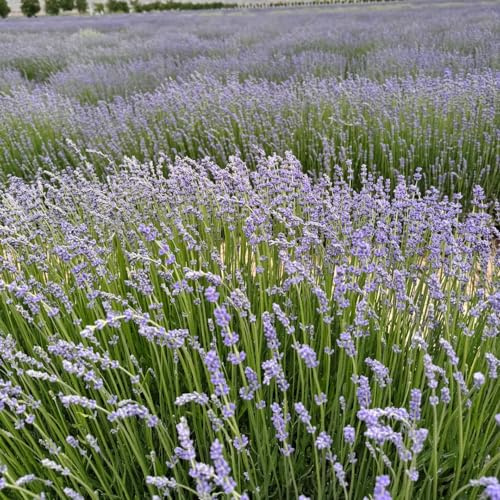 Semillas de lavanda - de mariposa orgánica semillas silvestres balcón verano en decoración jardín primavera 400pcs