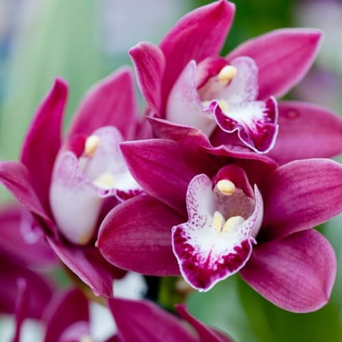 Cymbidium Orchid bulbi,piante erbacee perenni,cymbidium pianta vera,bulbi da fiore con un lungo periodo di fioritura,orchidea del cymbidium(non fiori artificiali,senza semi)-5 bulbi-A